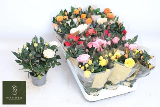 <h4>RO KORDAN GRANDE GEM</h4>