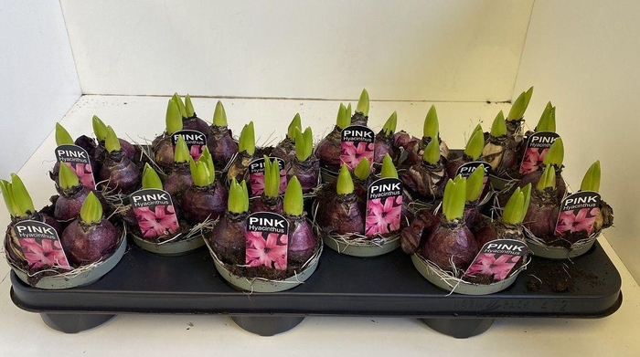 <h4>10,5 cm Hyacint Pink Pearl in olijfgroene pot</h4>