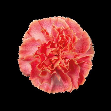 <h4>Dianthus St Sunshine</h4>