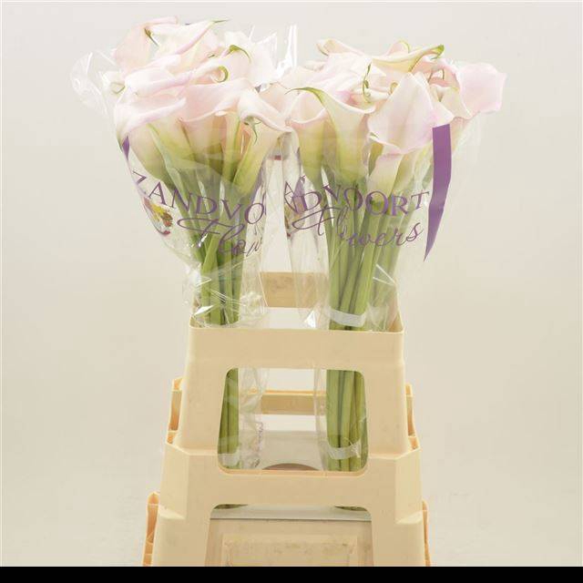 <h4>Zantedeschia sweet art</h4>