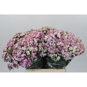 Dianthus Br Amazon Rose Magic