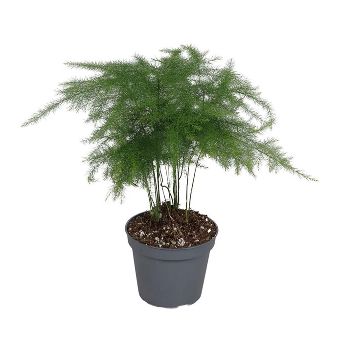 <h4>ASPARAGUS PLUMOSUS P6</h4>