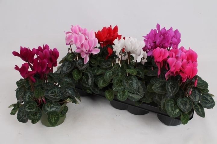 arr8 Cycl Md Sup Macro