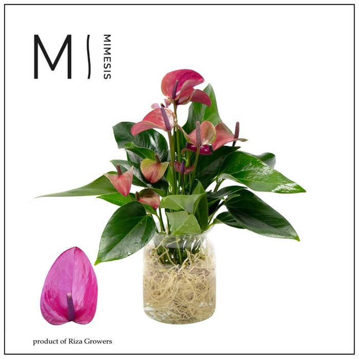 <h4>Mimesis Anthurium KARMA Purple - Aqua di Karma Melkbus</h4>