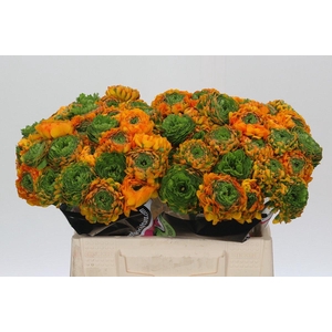 Ranunculus Clooney Pon Pon Merlino