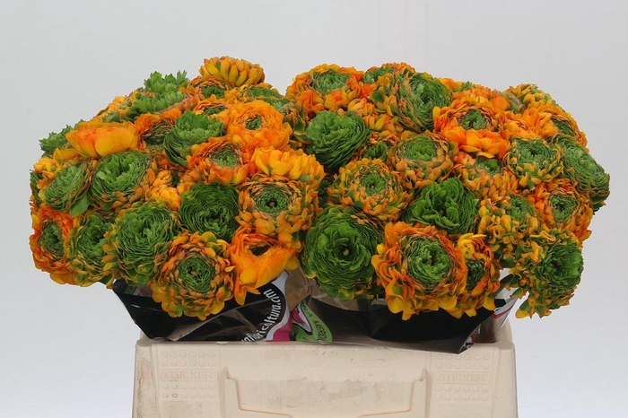 <h4>Ranunculus Clooney Pon Pon Merlino</h4>
