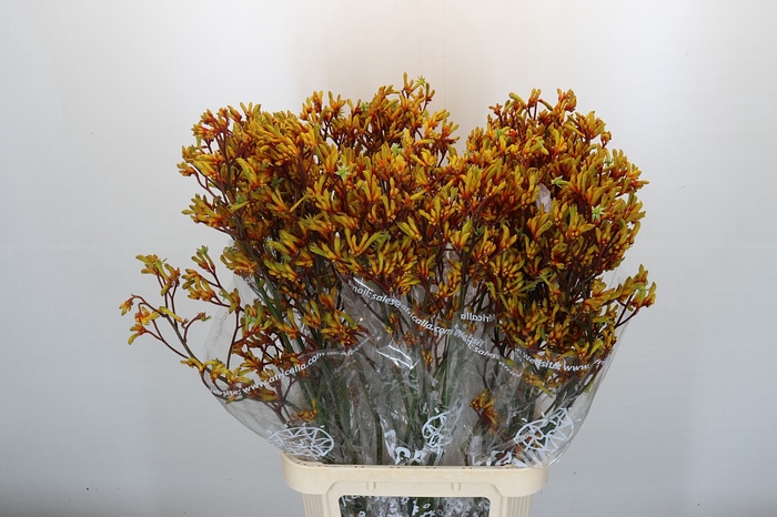 <h4>Kangaroo Paw Gold Fever</h4>