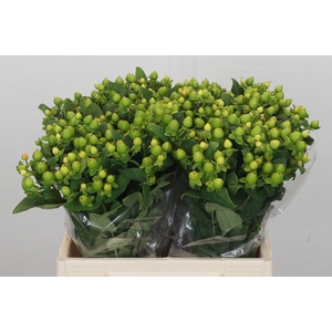 Hypericum Magical Green Power