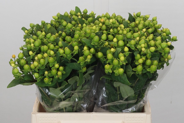 <h4>Hypericum Magical Green Power</h4>