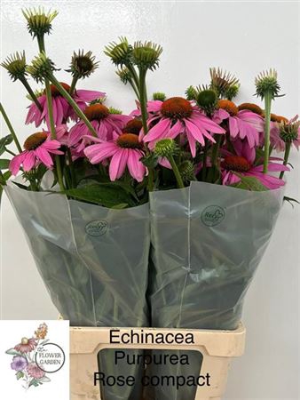 <h4>Echinacea Purpurea</h4>