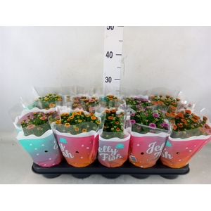 Chrysanthemum  'Jellyfish'   ...mix