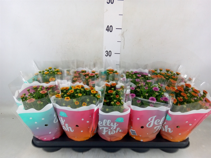 <h4>Chrysanthemum  'Jellyfish'   ...mix</h4>