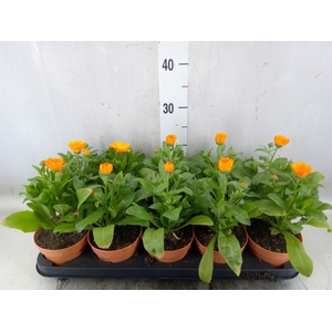 Calendula offic.