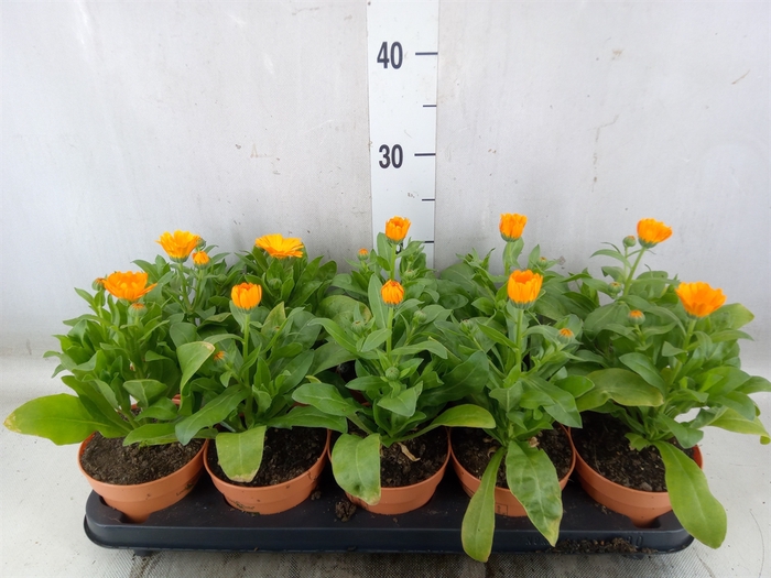 <h4>Calendula offic.</h4>