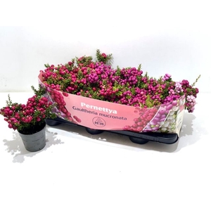 GAULTH MUCRONATA MIX P10.5