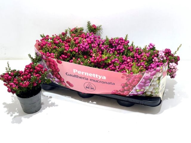 <h4>GAULTH MUCRONATA MIX P10.5</h4>