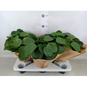 Pilea peperomoides