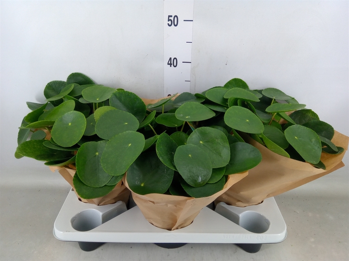 <h4>Pilea peperomoides</h4>