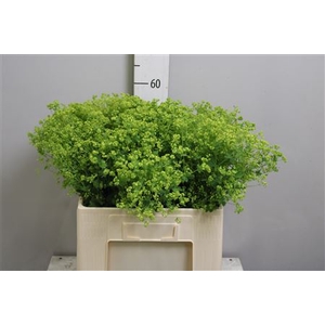 Alchem M Robustica