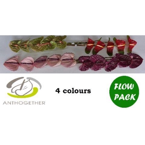 Anthurium Mix Surprise