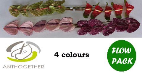 <h4>Anthurium Mix Surprise</h4>