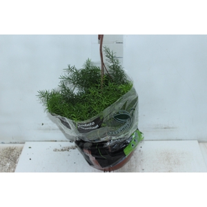 ASPARGO ALFINETE C21