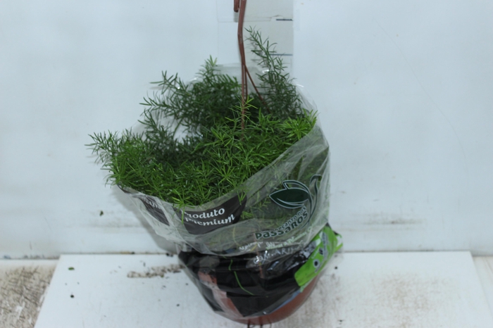 <h4>ASPARGO ALFINETE C21</h4>