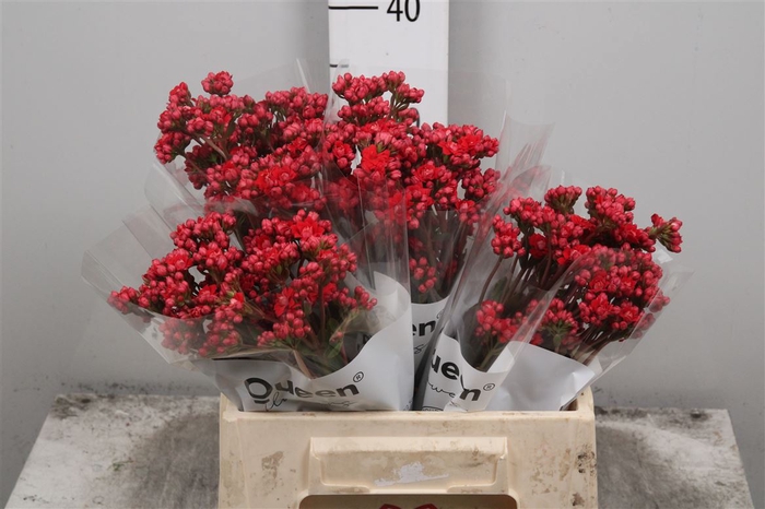<h4>Kal Prett Red Meadow</h4>