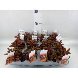 Peperomia graveolens