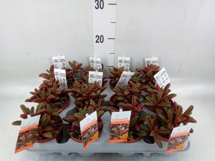 <h4>Peperomia graveolens</h4>