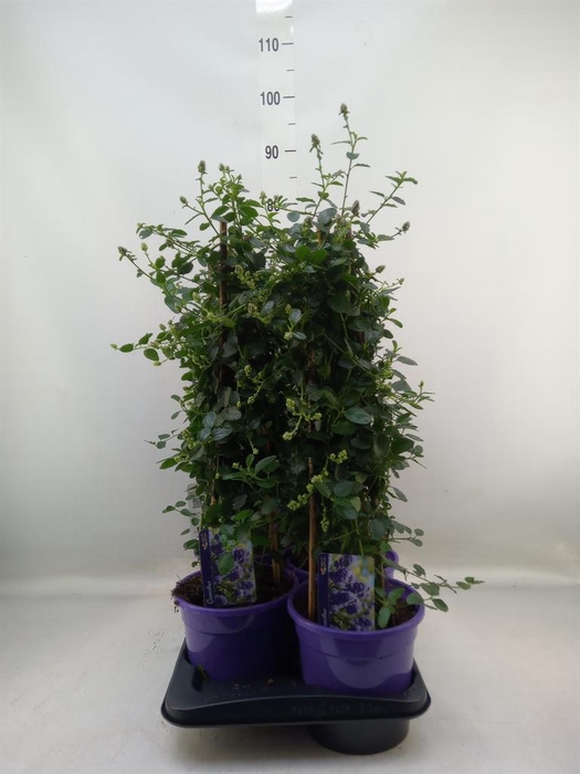 <h4>Ceanothus thyrsiflorus var. repens</h4>