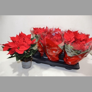 Euphor P Chr Univers