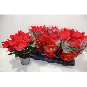 Euphor P Chr Univers