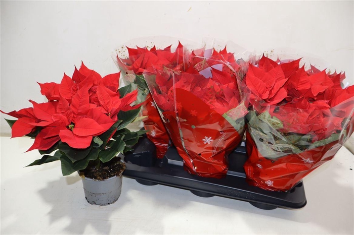 <h4>Euphor P Chr Univers</h4>