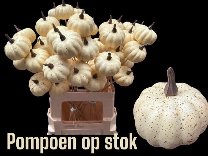 <h4>HUIS EN TUINDECO H%</h4>