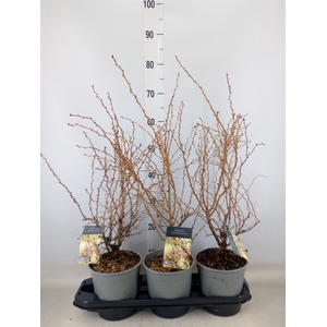 Prunus incisa 'Kojou-no-mai'