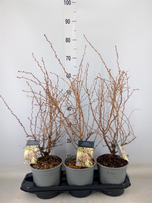 <h4>Prunus incisa 'Kojou-no-mai'</h4>