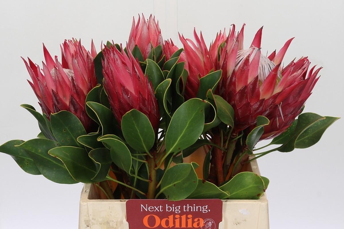 <h4>Protea Cynaroides Madiba</h4>