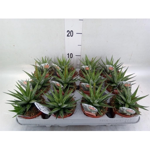 Haworthia fasciata 'Big Band'