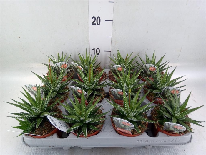 <h4>Haworthia fasciata 'Big Band'</h4>
