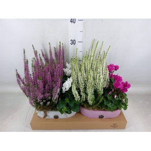 Arr.   Tuinplanten L%