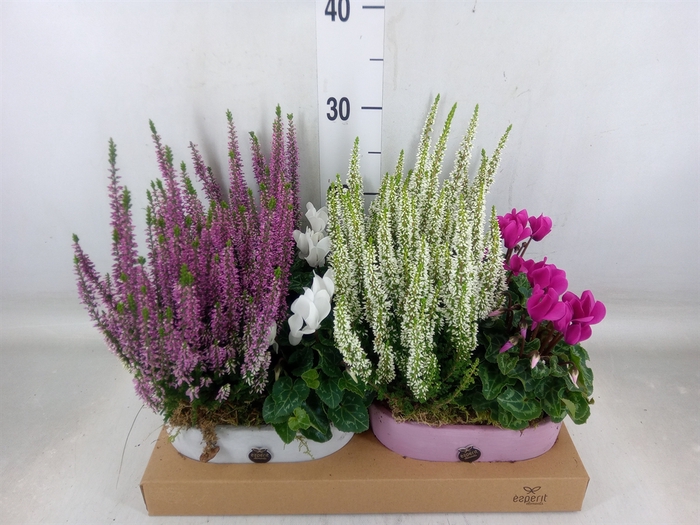 <h4>Arr.   Tuinplanten L%</h4>