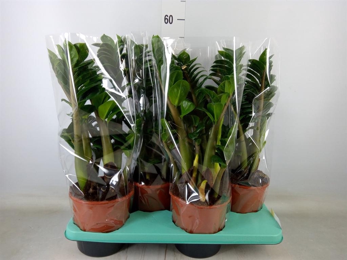 <h4>Zamioculcas zamiifolia 'Zenzi'</h4>