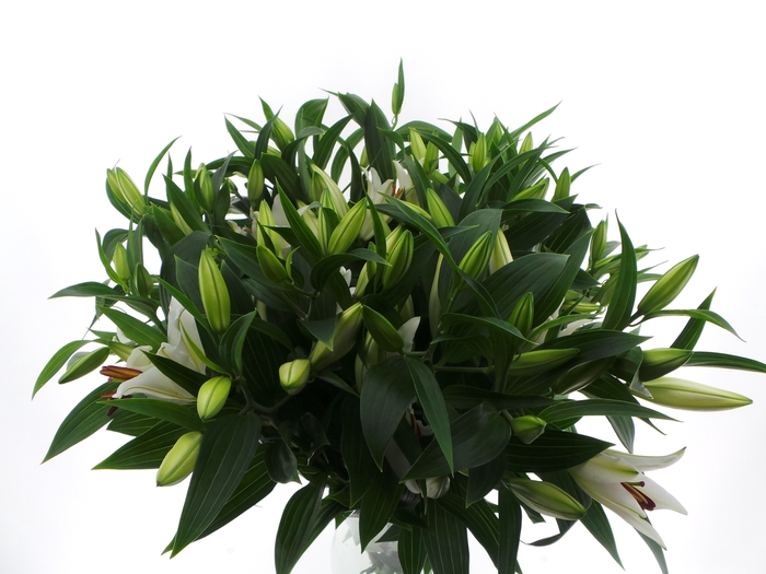 <h4>Bouquet mono lelie oriental wit x3 60cm</h4>