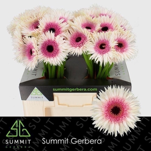 GERBERA GBS 'SPIDER STUNT'