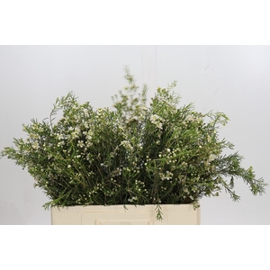 Chamelaucium Majestic White