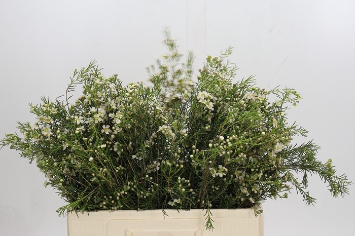 <h4>Chamelaucium uncinatum 'Majestic White'</h4>