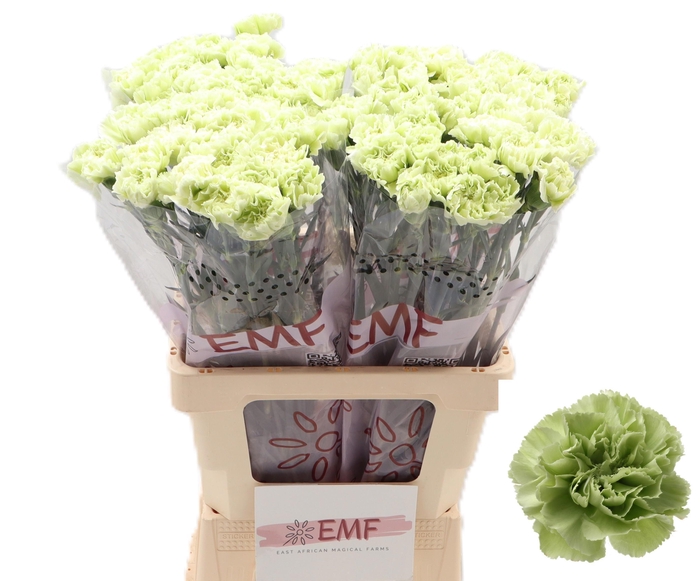 <h4>Di St Prado Mint</h4>