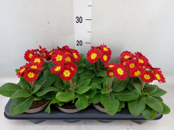 <h4>Primula elat.</h4>