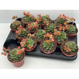 Echeveria overig